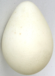 Emperor penguin’s egg