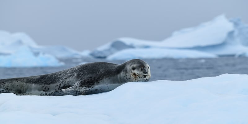 Leopard-seal.jpg