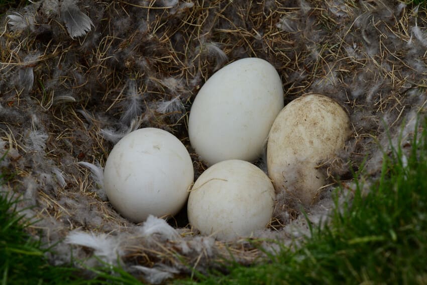 6 Snowy Owl Populations Are Decreasing
