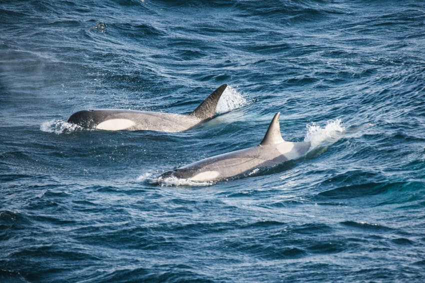 Orcas Are Very Social
