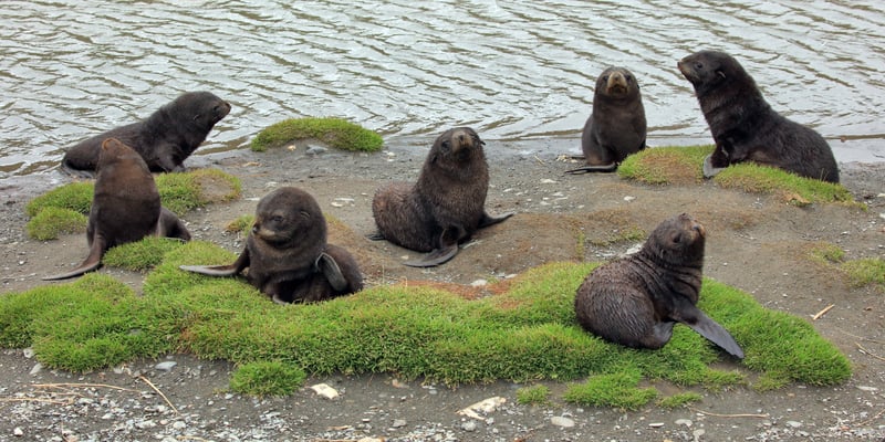 Fur-seal.jpg