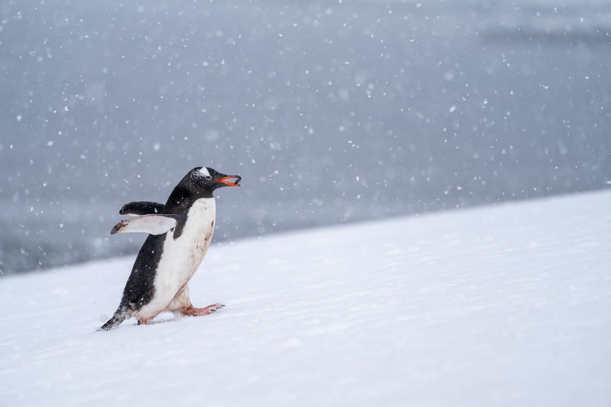 Penguin males can be surprisingly sneaky