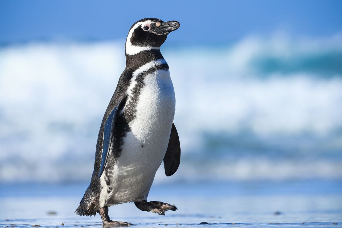 Magellanic Penguin Magellanic Penguin