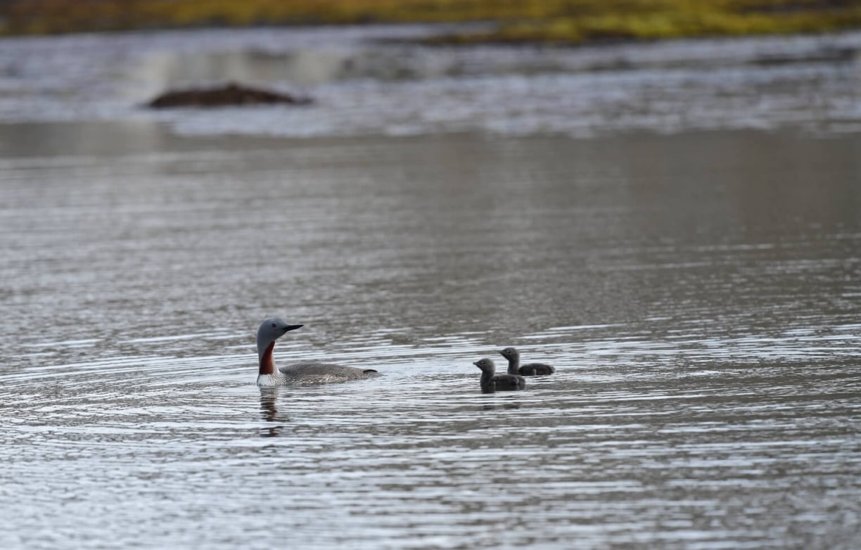 Red-throated-loon-arctic-article.jpg