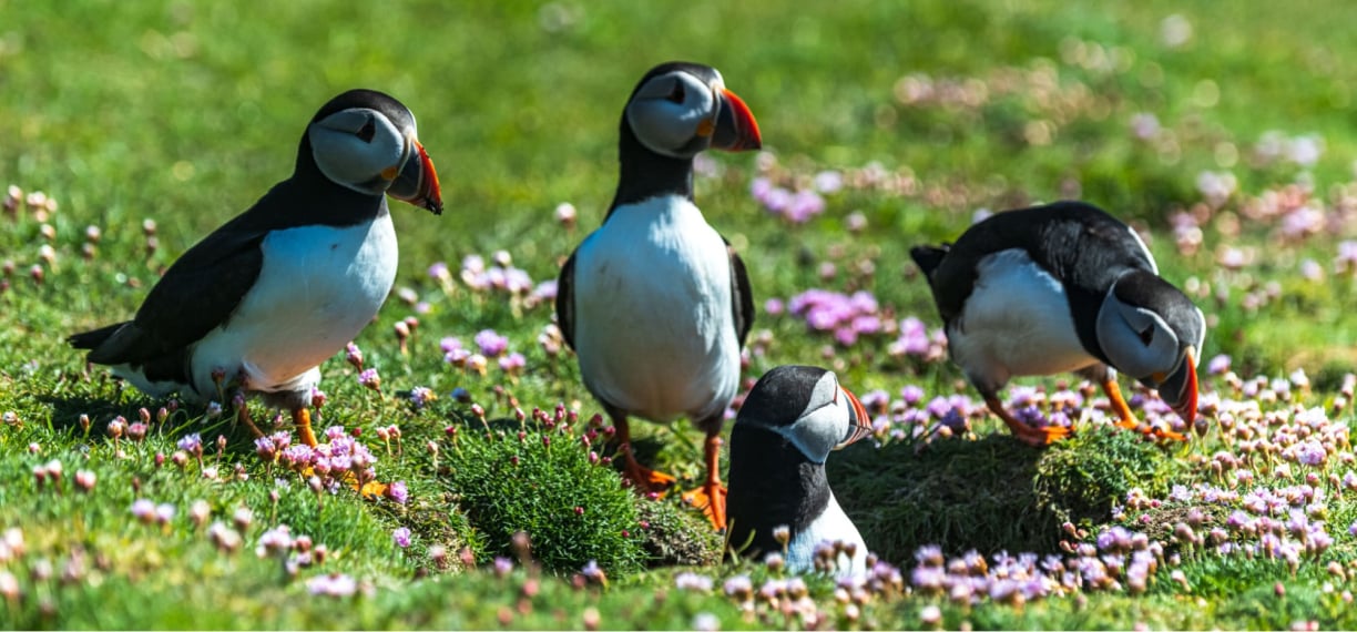 breeding colony