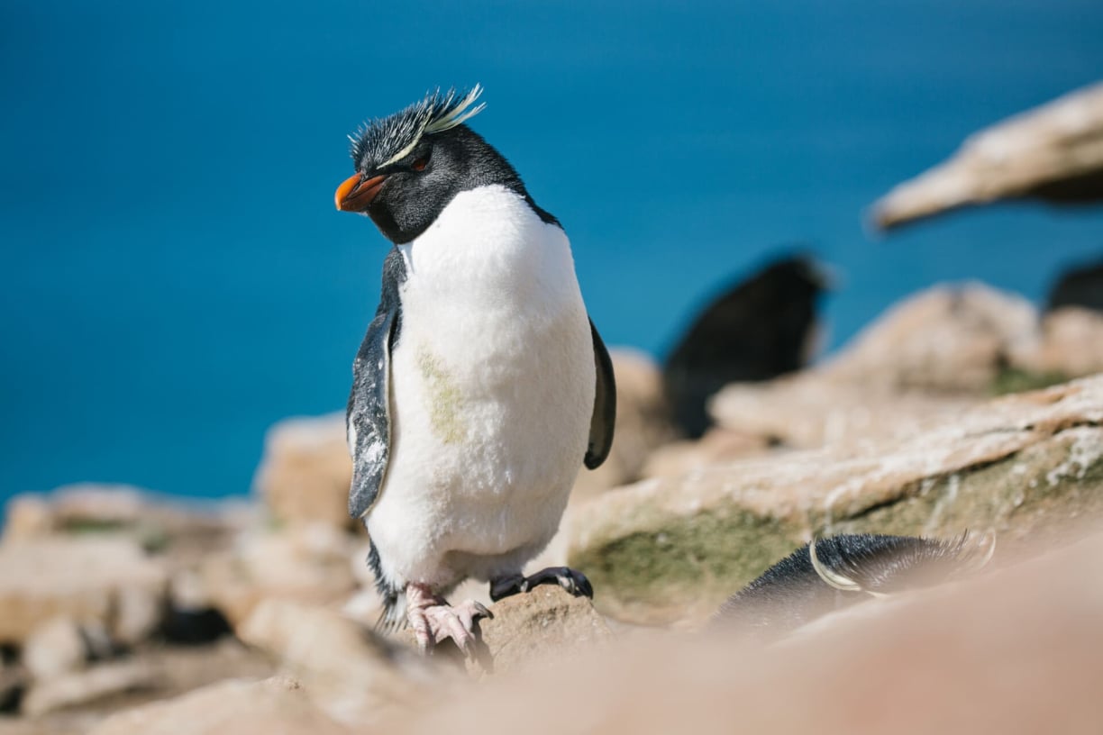 Rockhopper-Penguin Rockhopper-Penguin