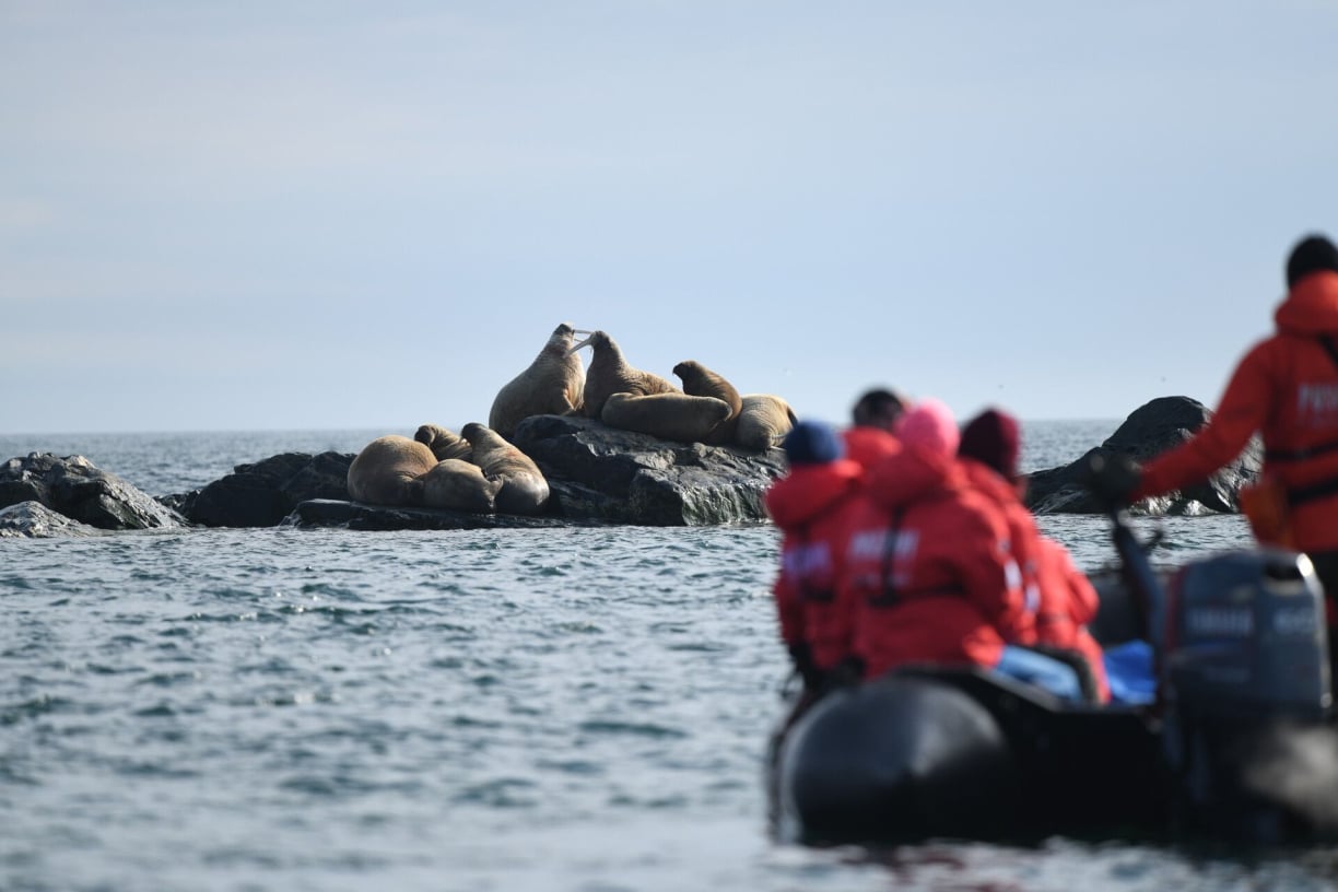 Greenland animals (6).jpg