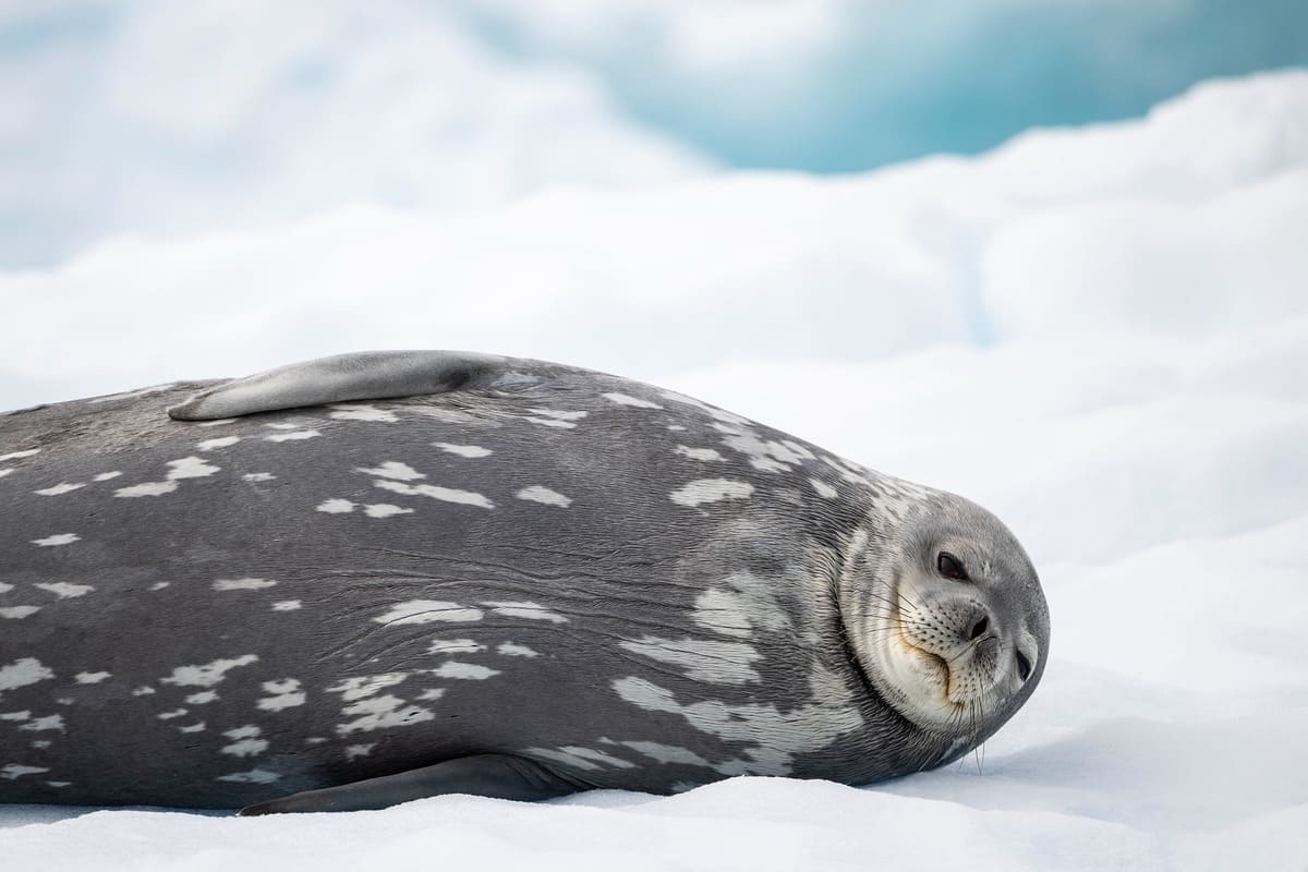 Weddell Seal Weddell Seal