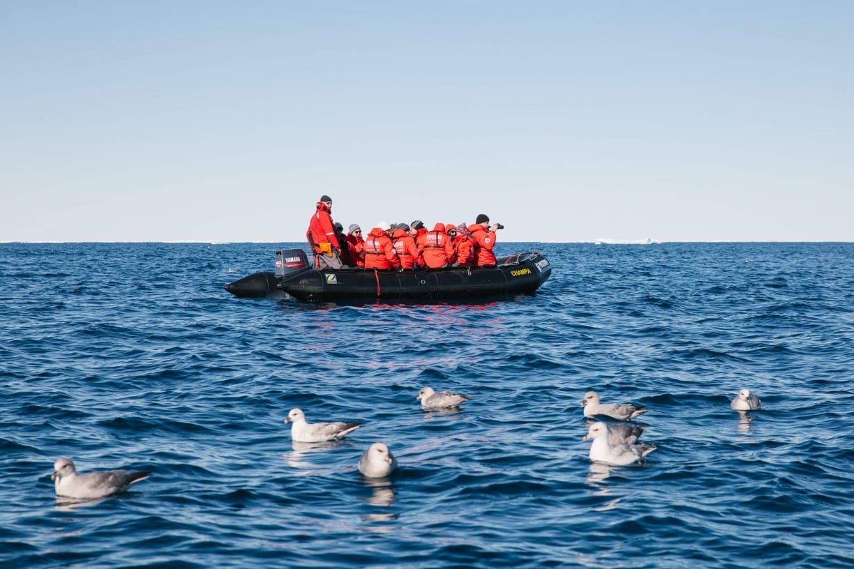 Northern-fulmar-arctic-article.jpg