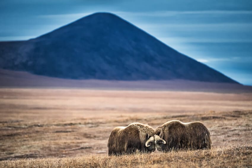 Unique Wildlife Experiences