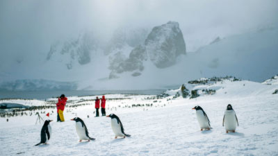 Penguins in Antractica