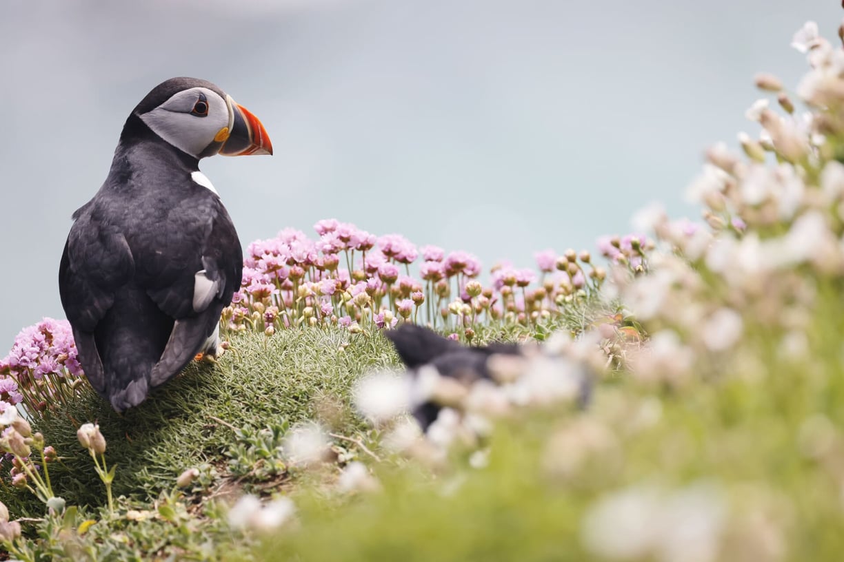 the puffin