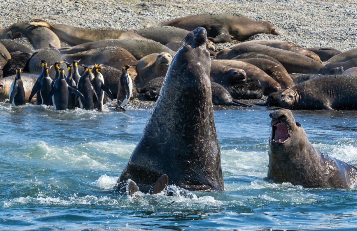 seals-fighting-water.jpg
