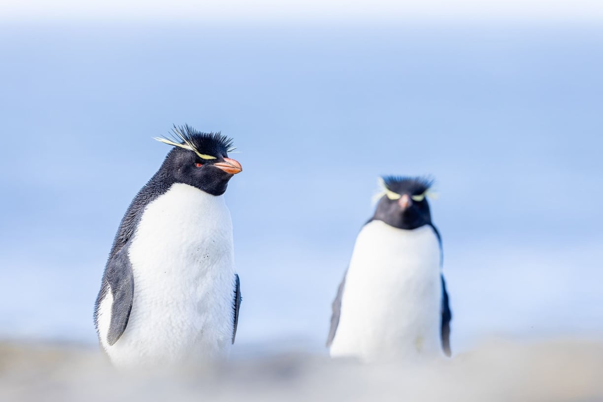 Conservation Status Conservation Status