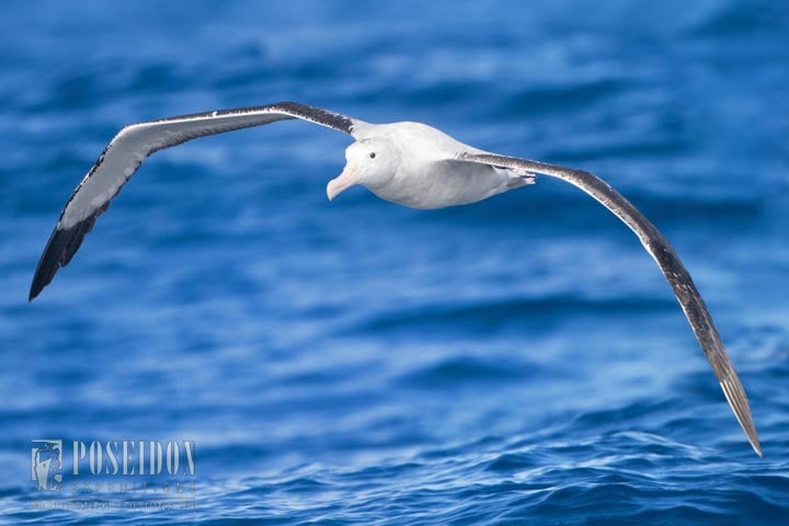 Albatross