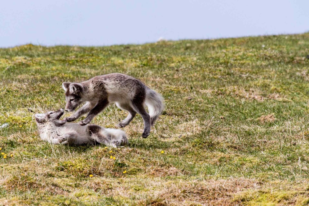 Greenland animals (2).jpg