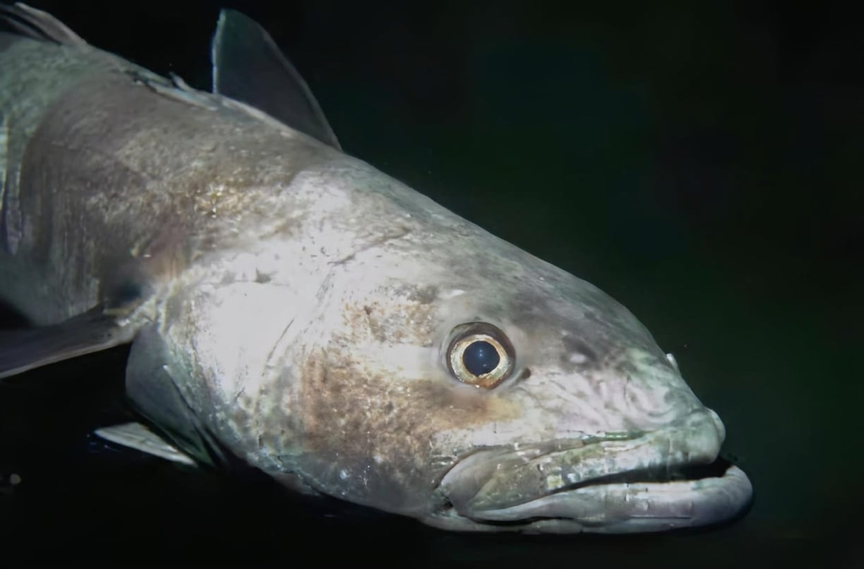 Antarctic Toothfish Antarctic Toothfish