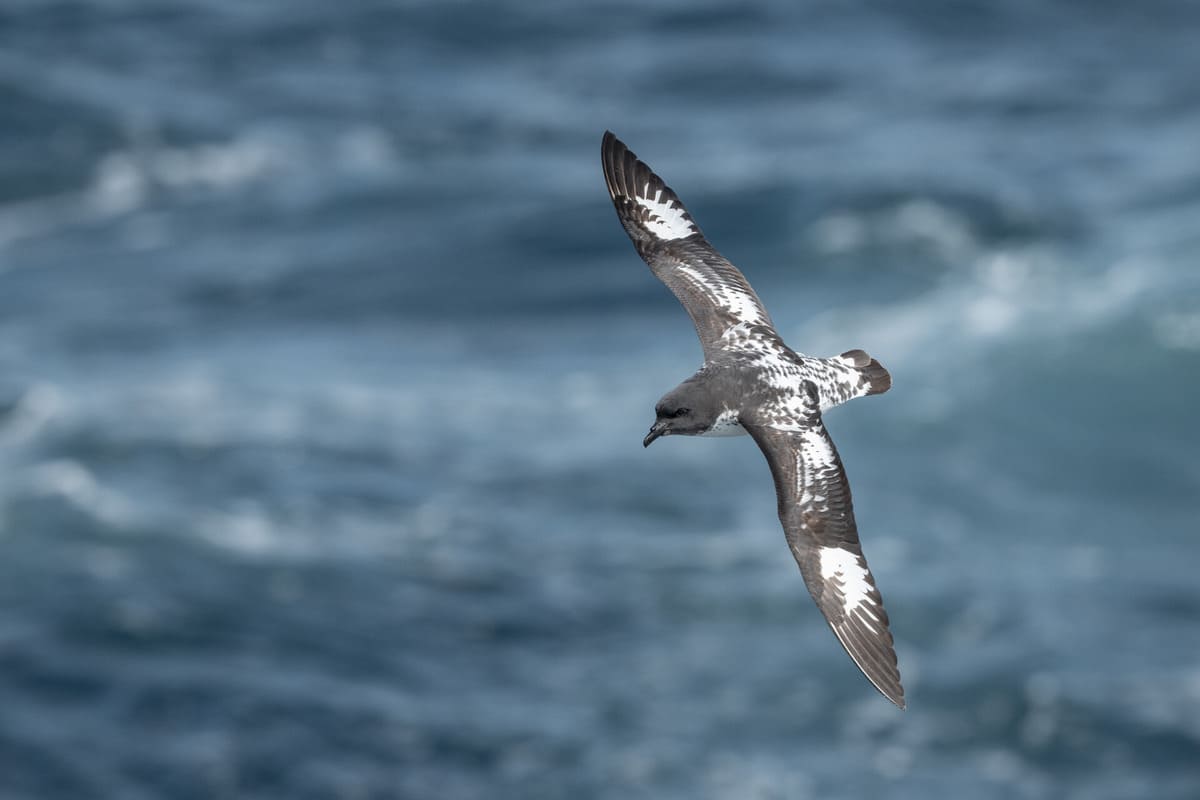 Petrels Petrels
