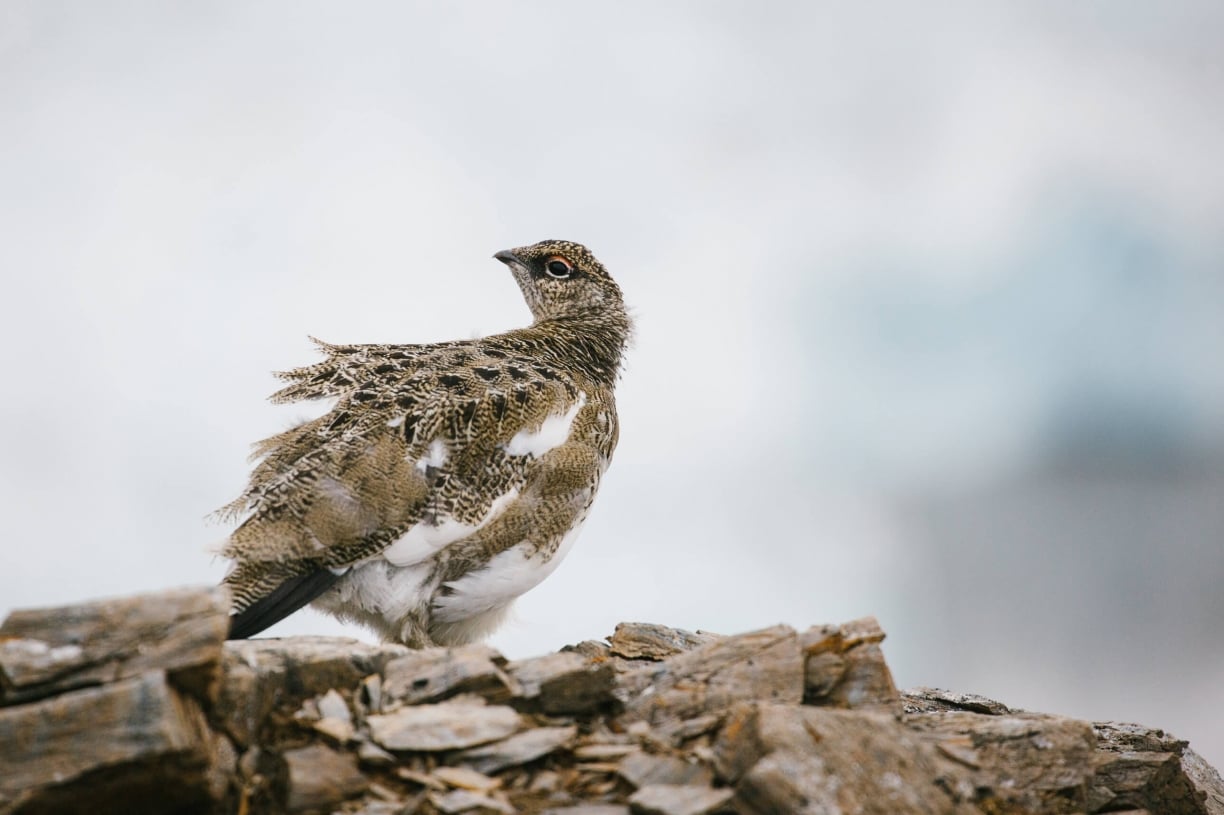 White-tailed-ptarmigan-arctic-article.jpg