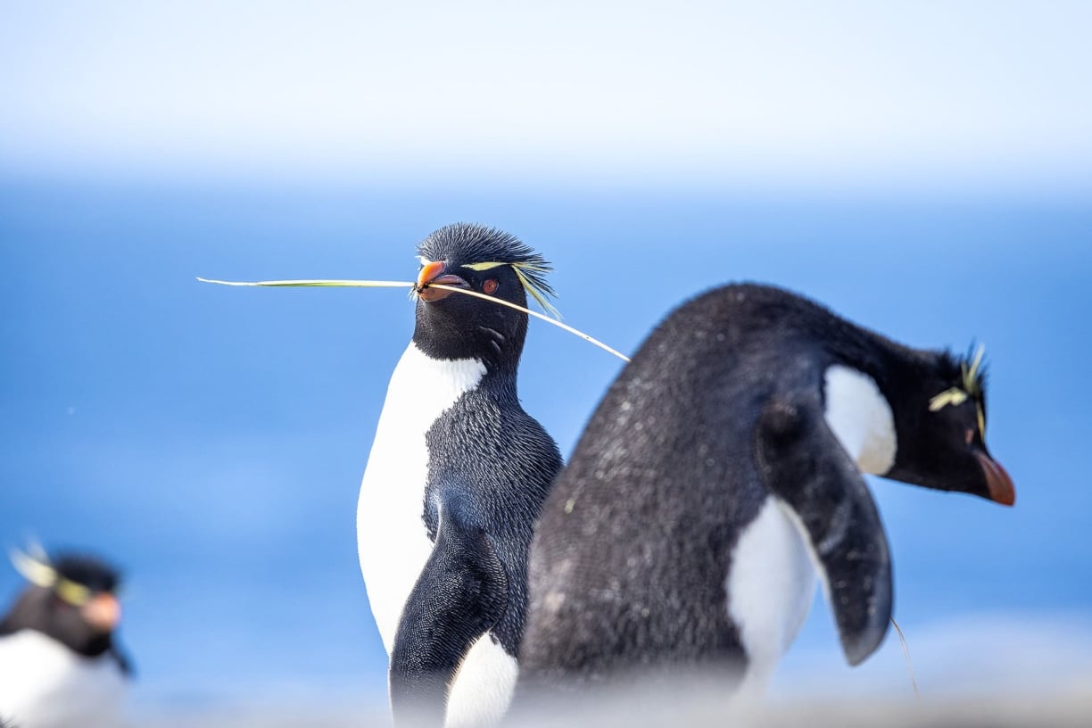 Rockhopper vs. other crested penguins Rockhopper vs. other crested penguins