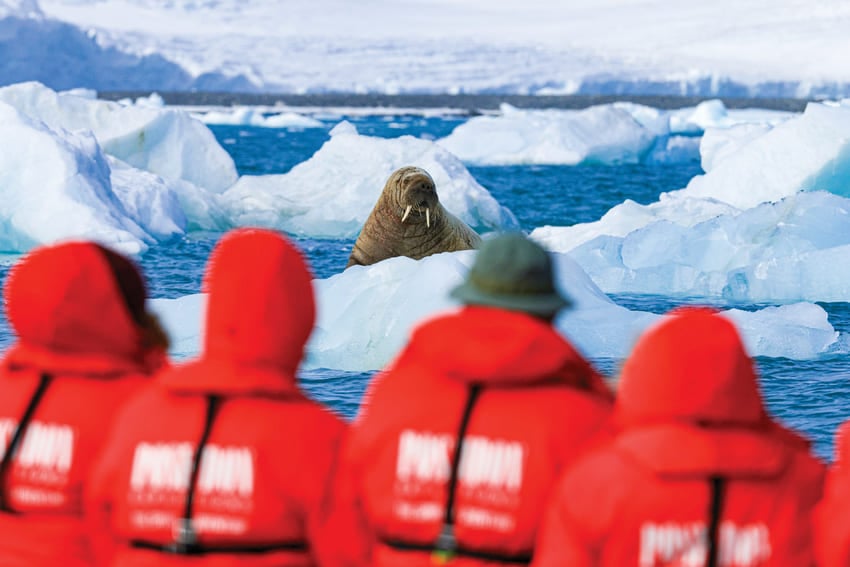 Atlantic and Pacific Walruses
