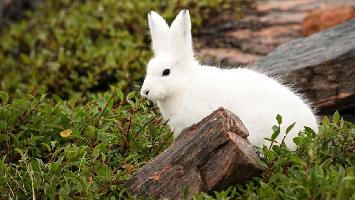 Greenland animals (14).jpg