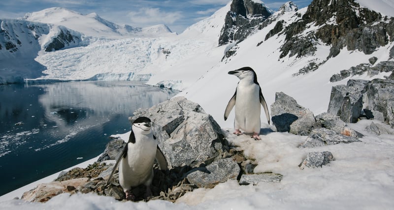 Antarctic Birds