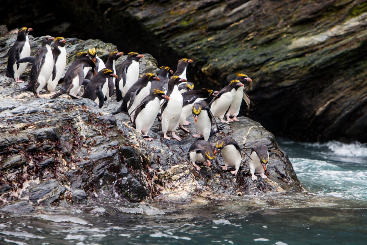 Penguins on the Falklands Penguins on the Falklands