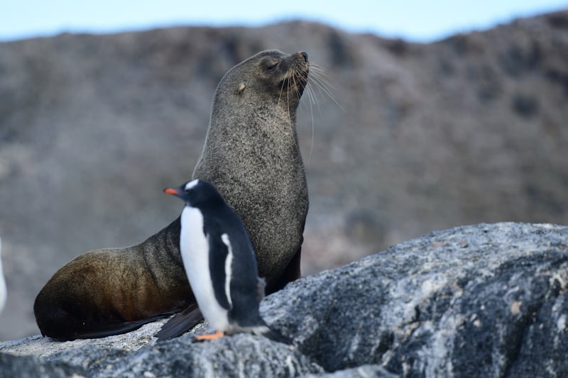 Antarctica animals