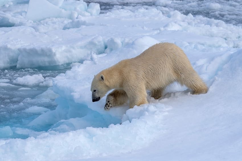 Polar Bear Food Chain