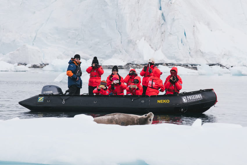 Harp Seal - Facts About Adult Predators | Poseidon Expeditions