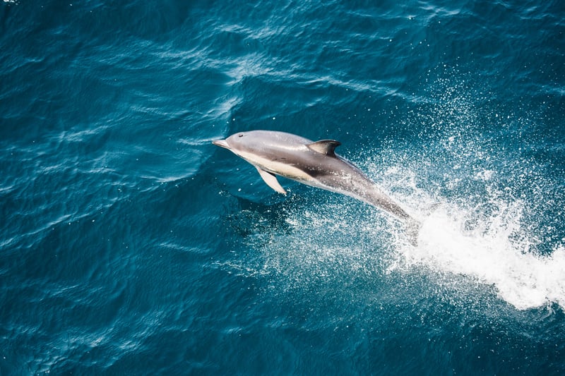 Falklands-dolphin.jpg
