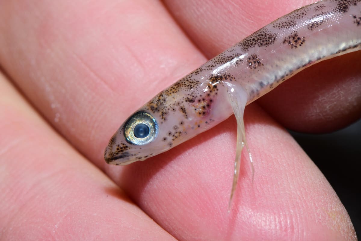 Antarctic Krill Antarctic Krill