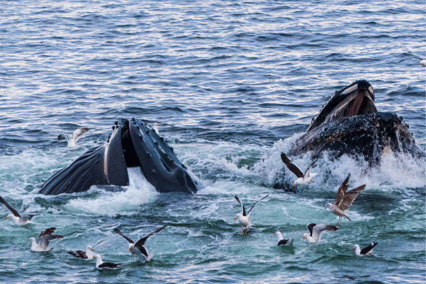 When is the Best Time for Whale Watching in Iceland? When is the Best Time for Whale Watching in Iceland?