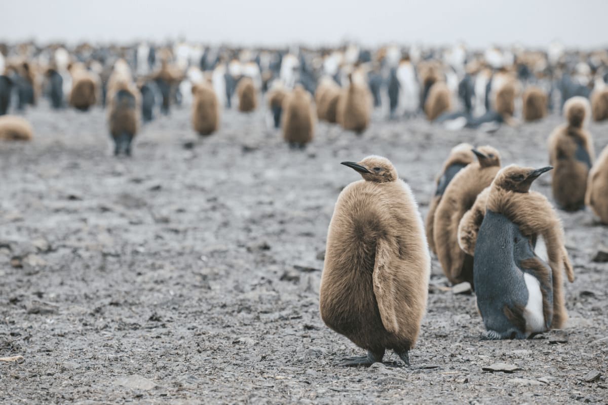 The Future of Antarctica's Penguins