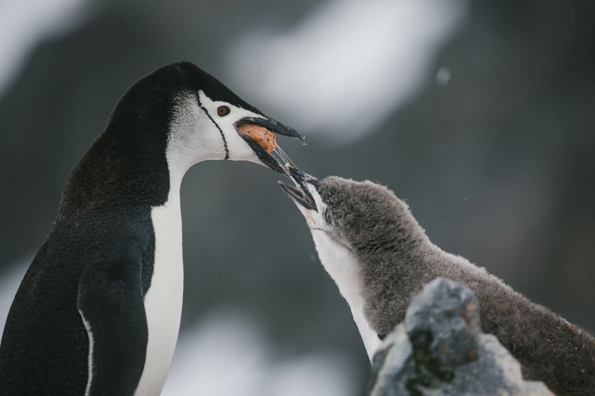 penguins penguins
