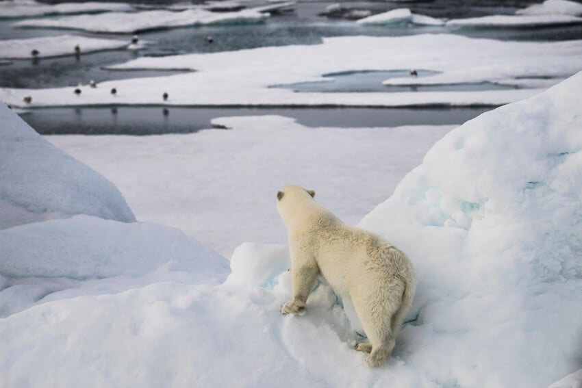 Where is the best place to see polar bears?