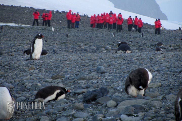 gentoo penguins