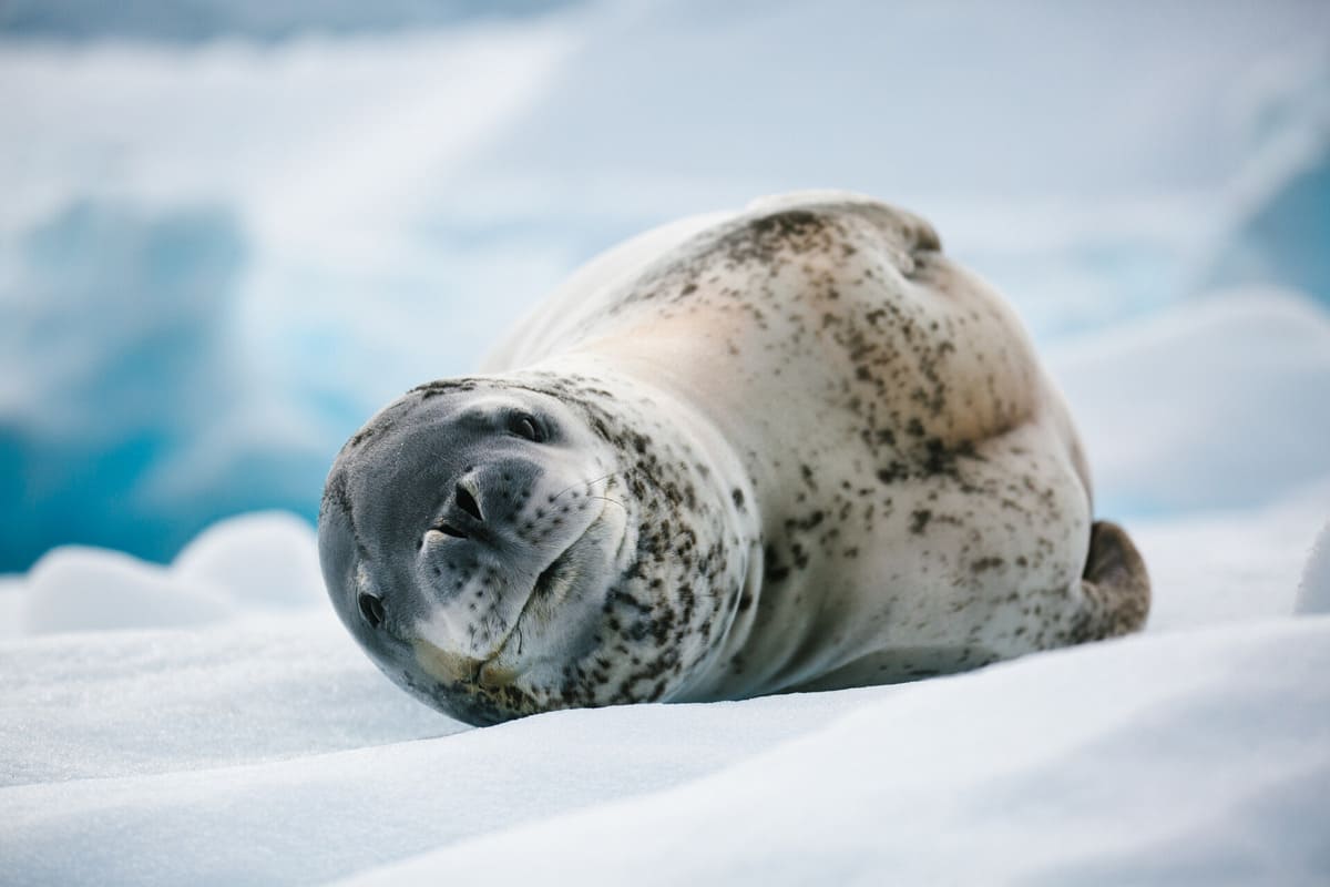 Leopard Seal Leopard Seal