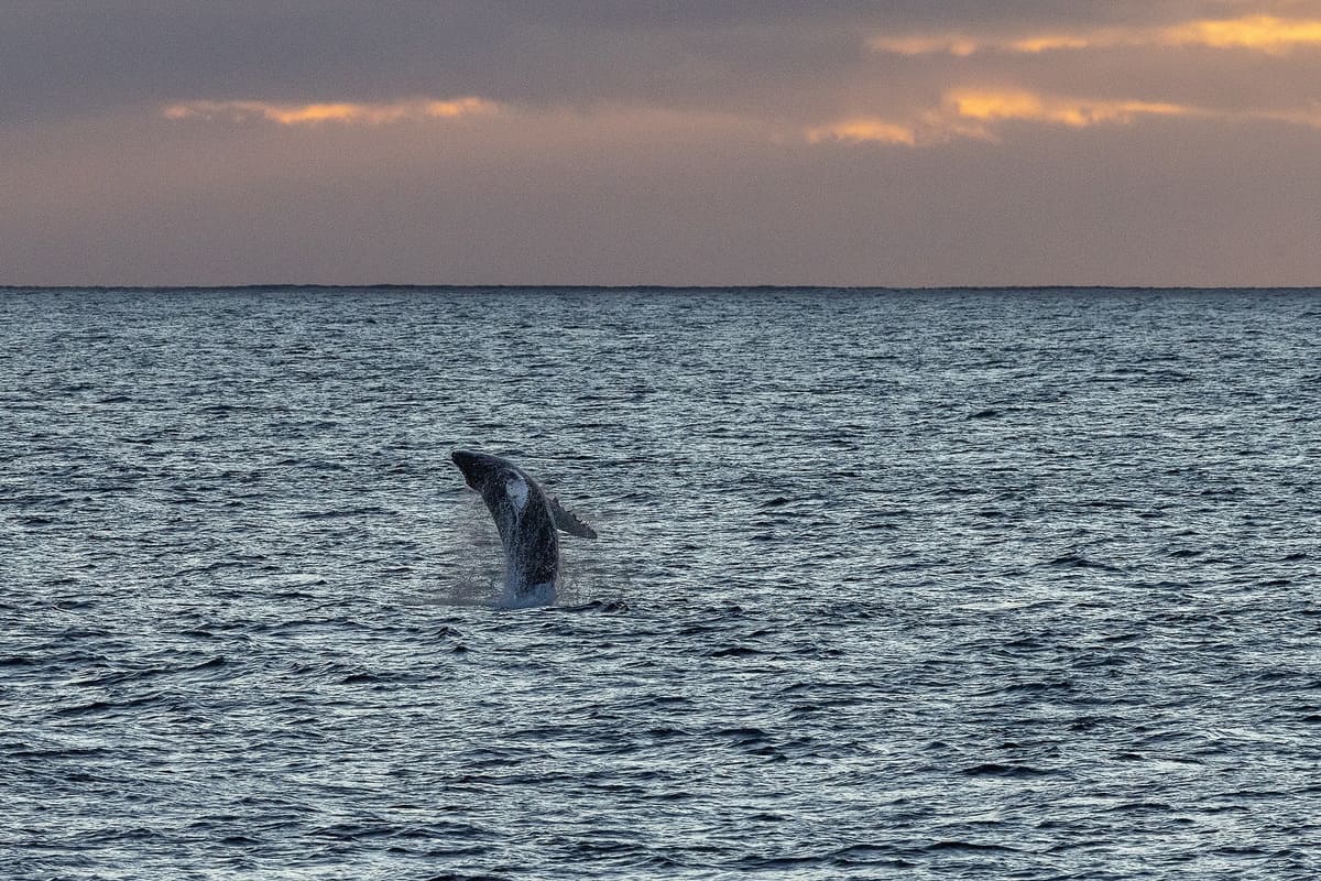 Humpback Whales Defy Gravity
