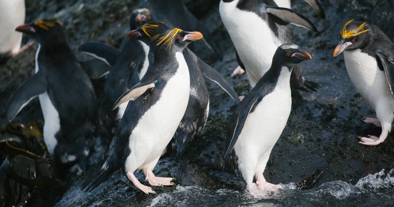 Macaroni-penguins.jpg