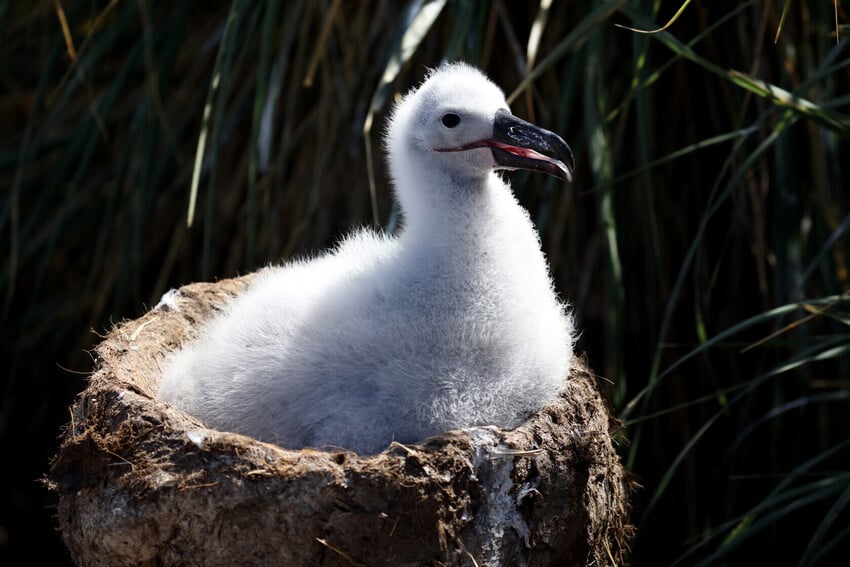 Fun Facts about Wandering Albatrosses