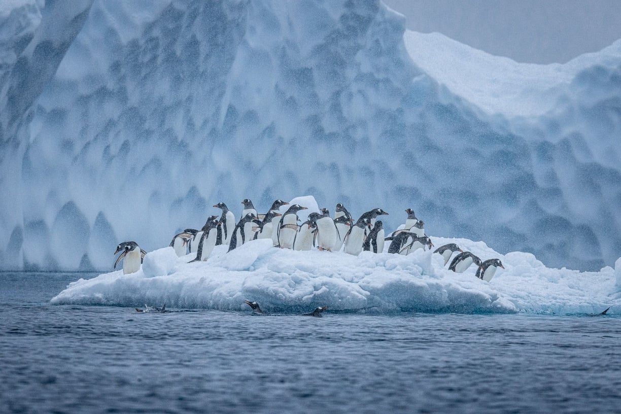 Antarctica's Total Area Antarctica's Total Area