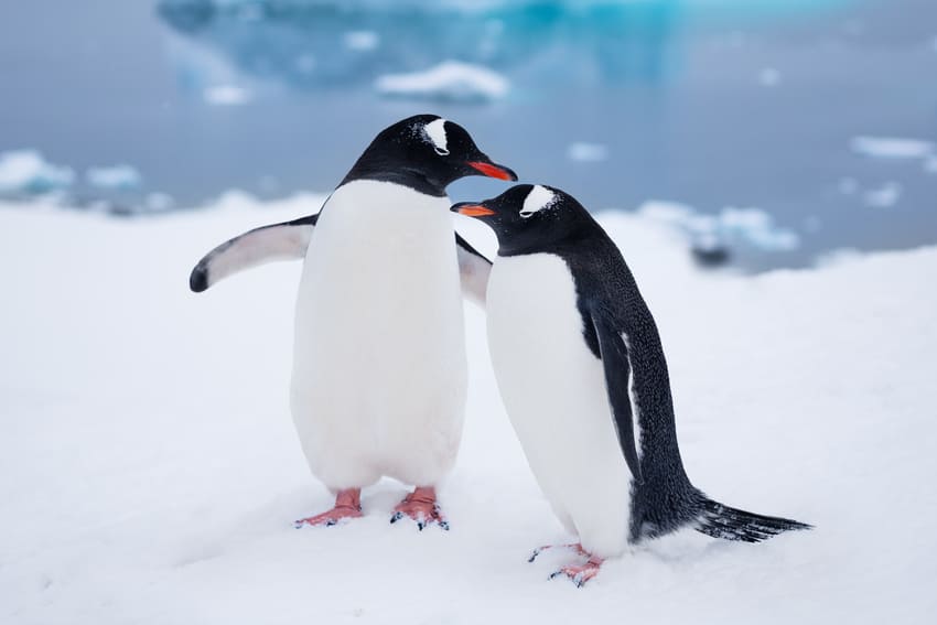 Penguin couples