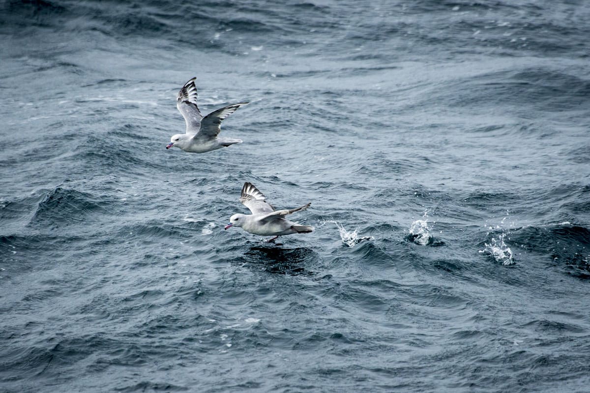 South Georgia seabirds South Georgia seabirds