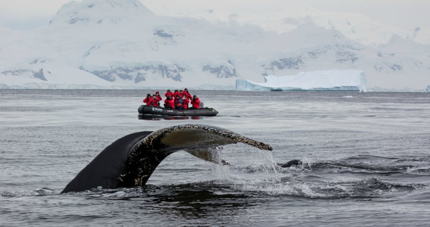 Whale watching from a Zodiac boat in Antarctica