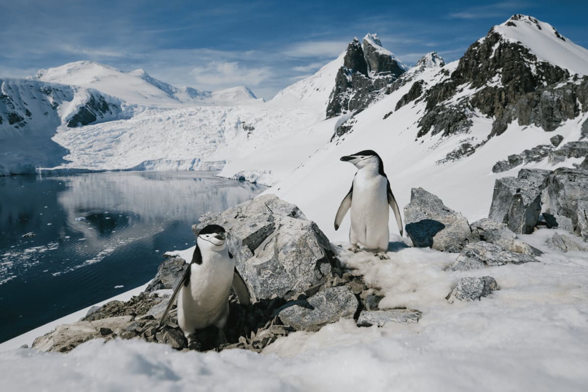 Penguin Social Behaviors and Communication