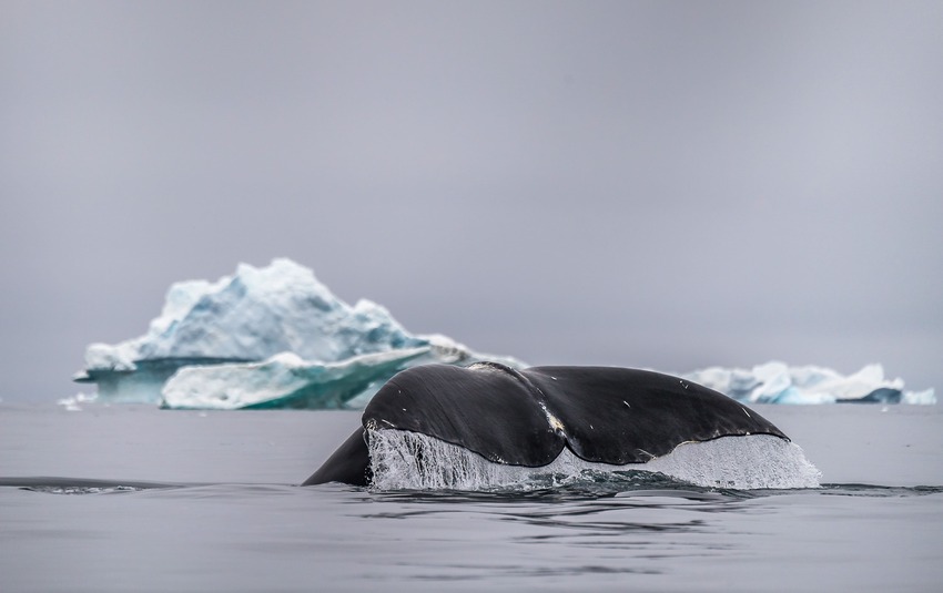 Whale Watching in Iceland in Winter Whale Watching in Iceland in Winter