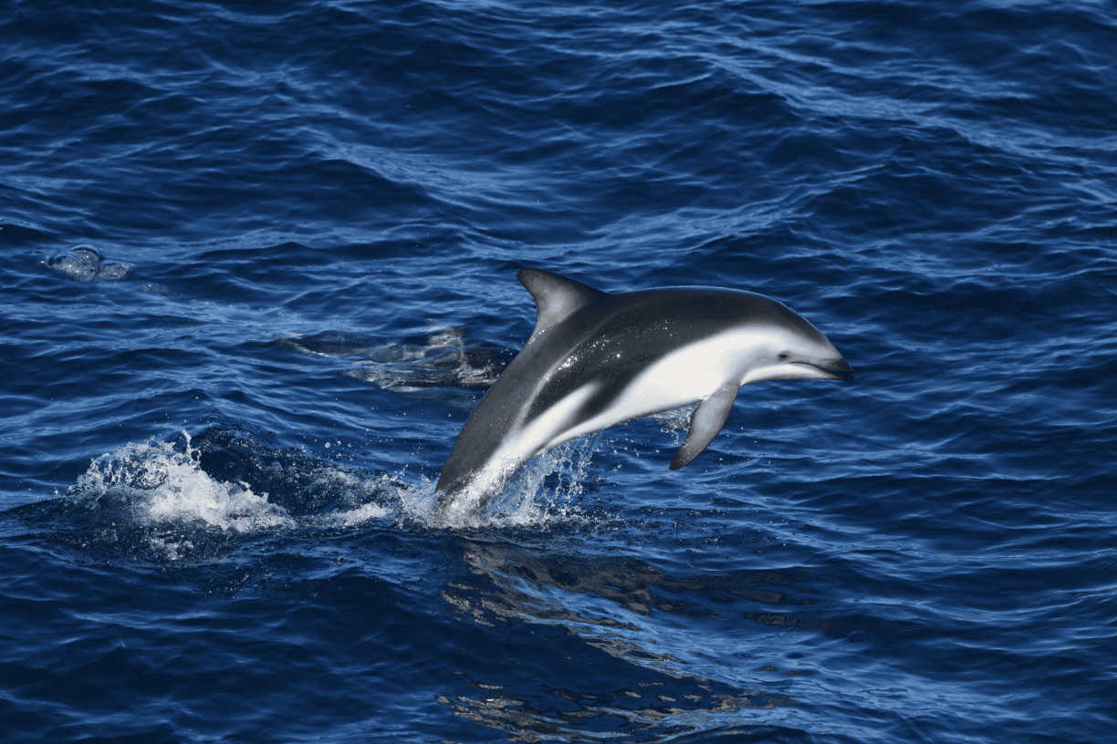 Fastest Marine Mammal