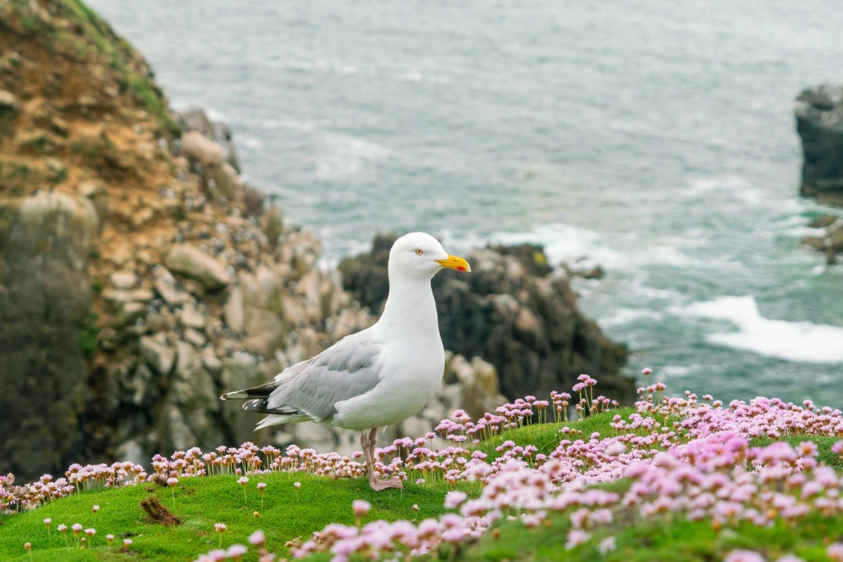 Glaucous-gull-arctic-aarticle.jpg